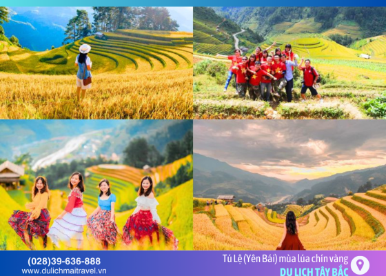 Check-in mùa vàng Tây Bắc: Những điểm ngắm ruộng bậc thang đẹp nhất 2026