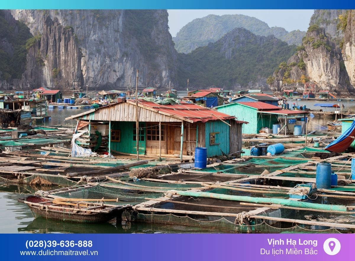 Du lịch Vịnh Hạ Long - Đắm chìm trong vẻ đẹp kỳ vĩ