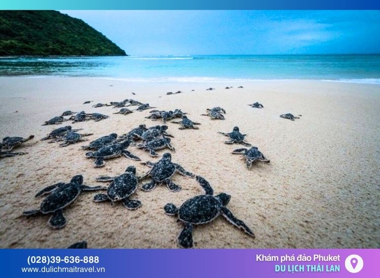 tham quan khu bảo tồn rùa biển tour phuket giá rẻ