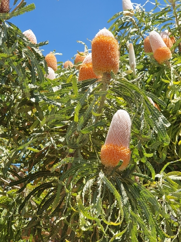 Mùa hoa Banksia 