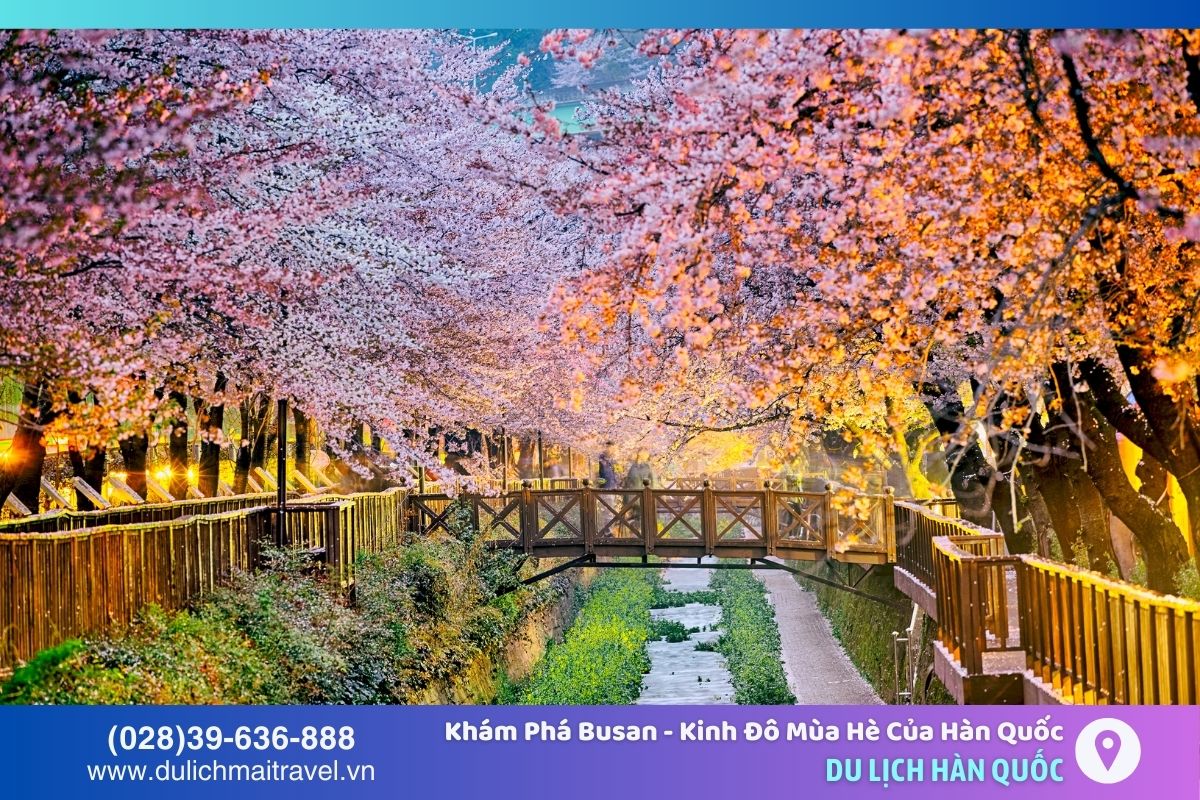 Mùa xuân lãng mạn ở Busan với khung cảnh hoa anh đào nở rộ