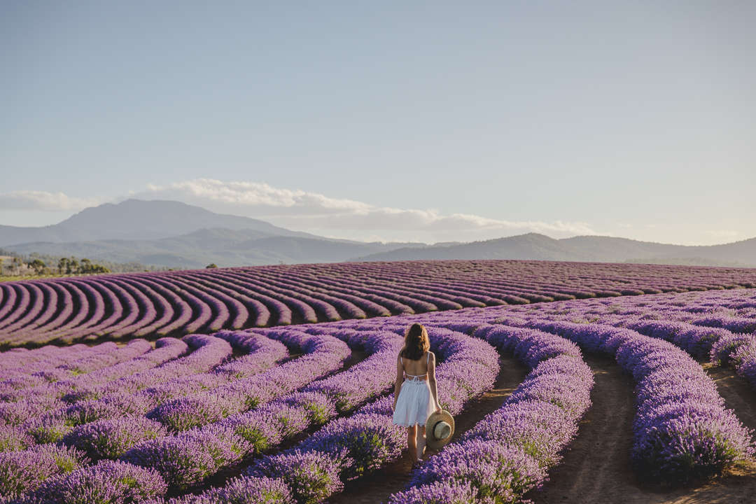 cánh đồng hoa lavender ở Tasmania