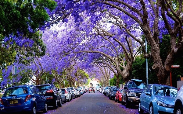 mùa hoa phượng tím ở Sydney