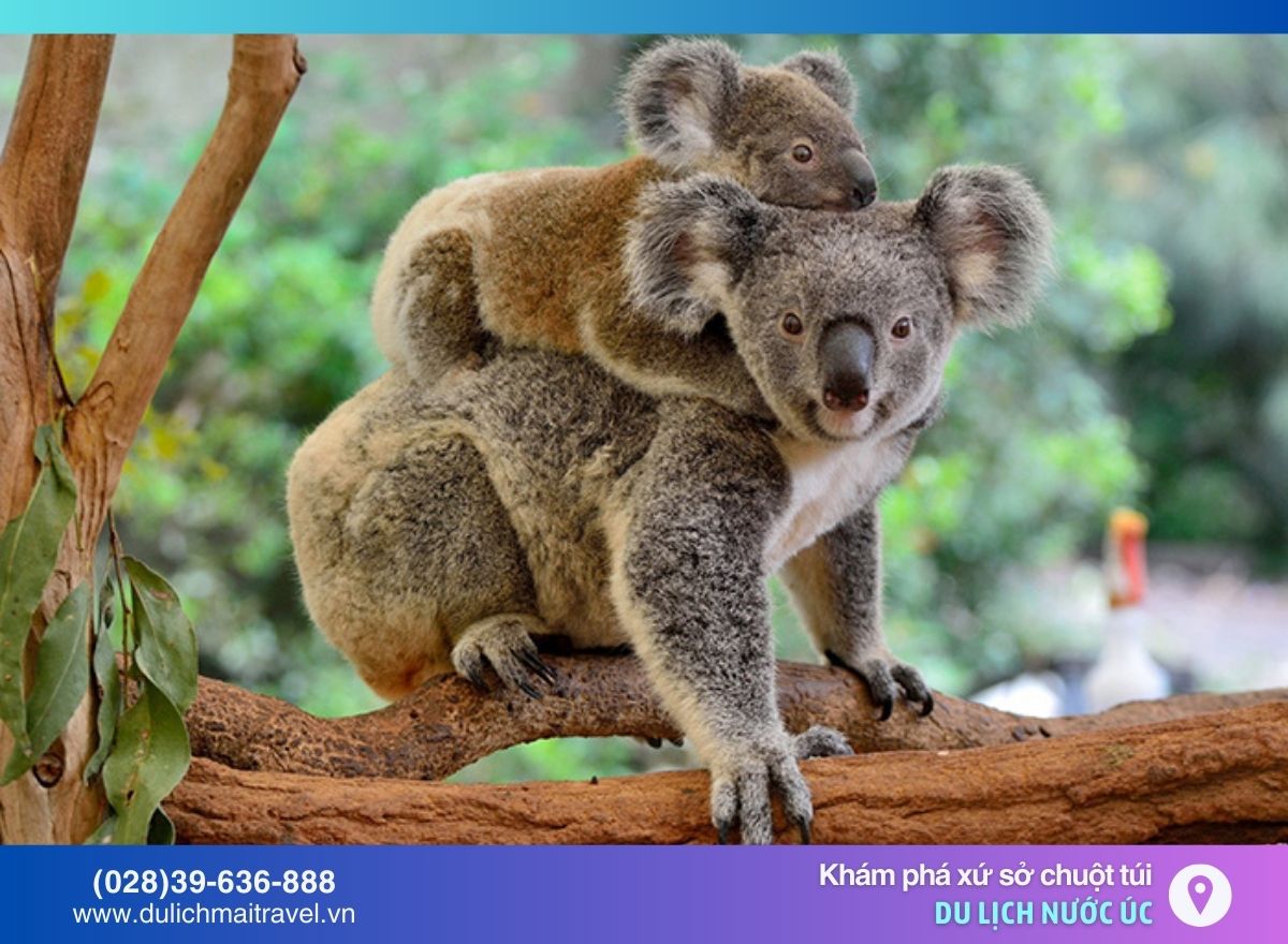 gấu Koala
