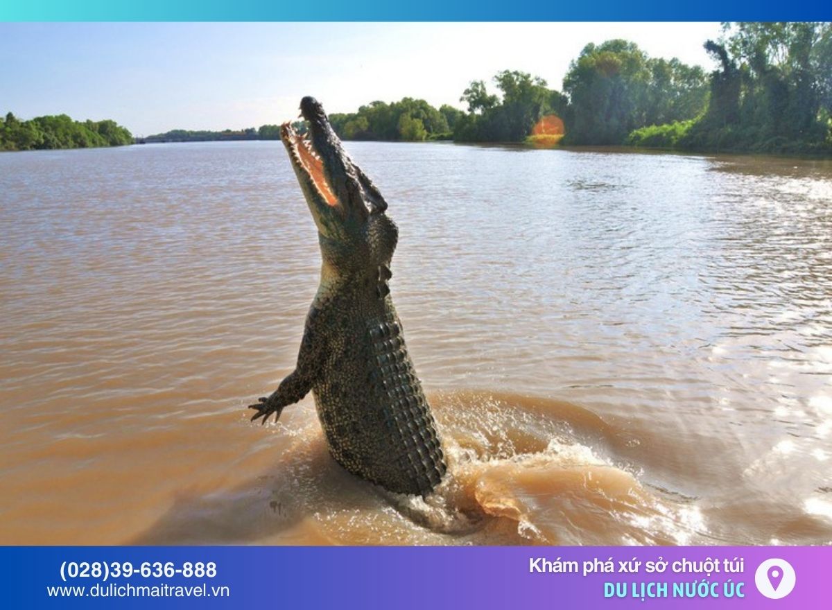 Cá sấu nước mặn khổng lồ ở úc