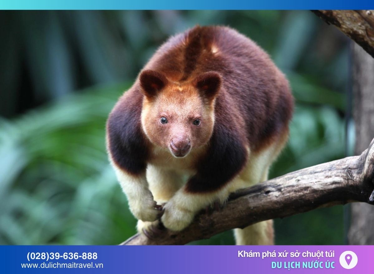 Chuột túi Tree Kangaroo, tour úc giá rẻ từ tphcm