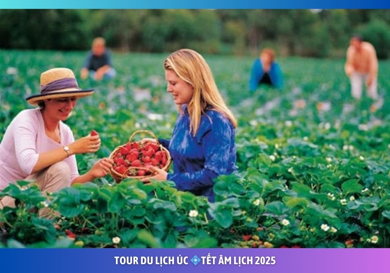 Tour Úc Tết ÂL 2025 | Sydney Melbourne 6N5D | Đi Từ Tp.HCM