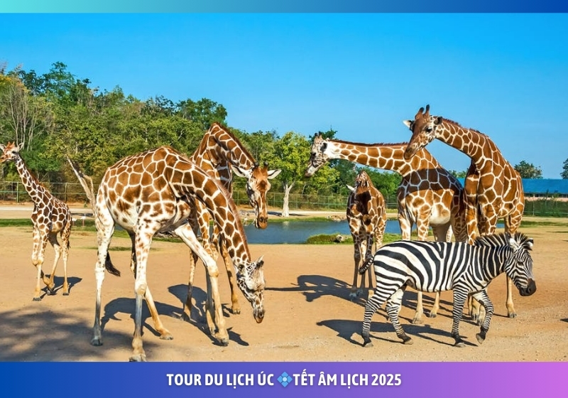 Tour Úc Tết ÂL 2025 | Sydney Melbourne 6N5D | Đi Từ Tp.HCM